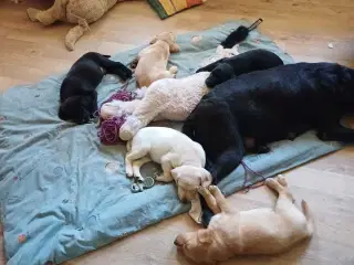 Labrador F1 hvalpe