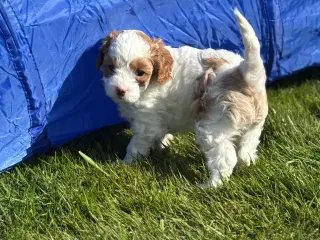 Smuk Cavapoo 