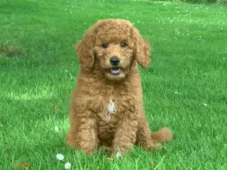 Mini Golden Doodle F1B babyer 
