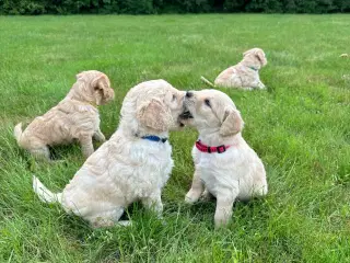 Goldendoodle