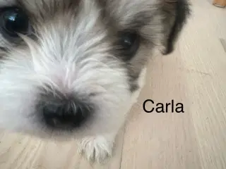 Carla - Lhasa apso