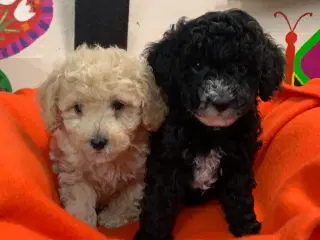 Små fine mini Maltipoo babyer