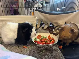 2 marsvin hunner 6 mdr. gamle