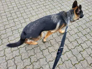 Schæferhund, tæve