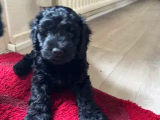 Skønne cockapoo hanner klar til nye hjem fra 27/7