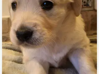 Golden retriever hvalpe