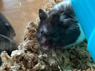 Langhåret guldhamster unger 