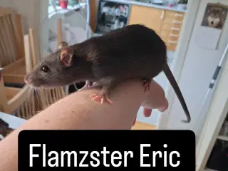 2 hanrotter sælges