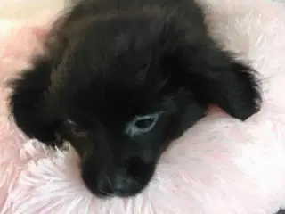 De skønneste Pomeranian-blandingshvalpe