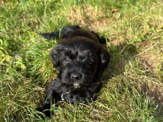 Bichon Havanais hvalpe