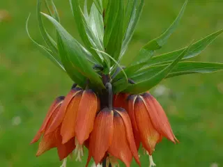 Kejserkrone Orange – Fritillari Imperialis Rubra