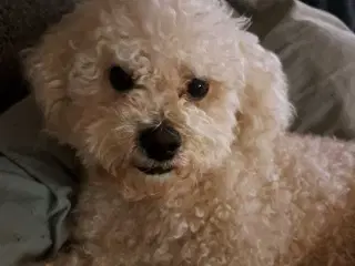 Tilbyder til parring bichon frise 