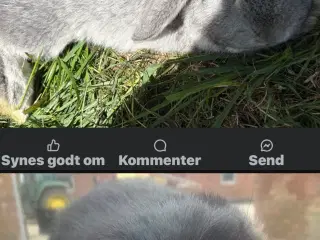 Minilops