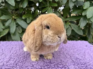 3 mini lops drenge søger nye kærlige hjem