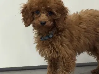 Amerikanske Cockapoo ministure 