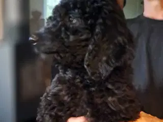 Goldendooldler 