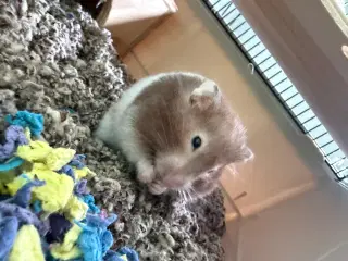 Hamster med bur og tilbehør