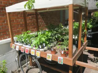 Tomatplanter chili peberfrugt hosta stauder