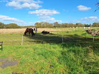 Opstaldning i løsdrift tilbydes 