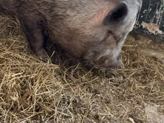 Mini gris byt med orne