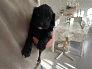 Bernedoodles hvalp