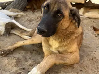 Toby søger familie! 🤎
