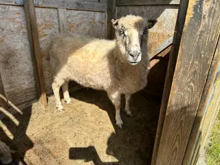 Spælsau får og gimmer