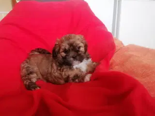 Malteser / Shih Tzu / Bomuldshund