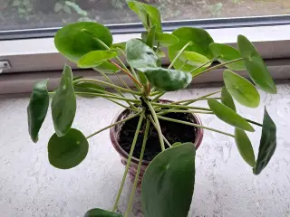 Stueplante