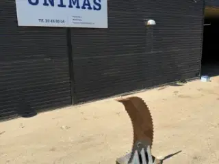 Gruppetand med tænder