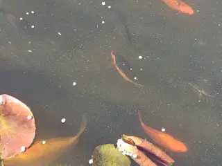 Guldfisk til havedam