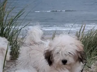 Coton de tulear unghunf