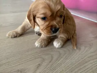 Cavapoo hvalpe 