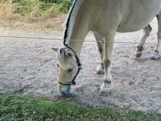 Fjordhest sælges eller udlånes som selskabshest 