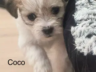Coco - Lhasa apso