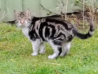 Smukke Leo søger kærligt hjem