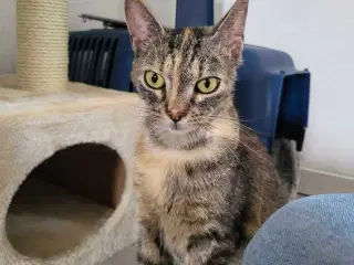 Pippi ✅️ Neutraliseret, Vaccineret, og øremærket♀️