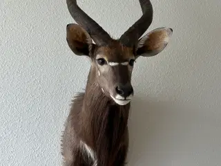 Flot Nyala fra Namibia sælges billigt
