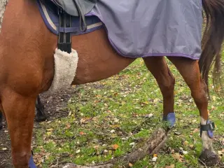 Springsæt med lændedækken