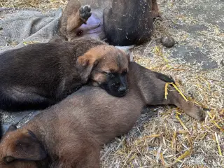 Labrador blandningshvalpe