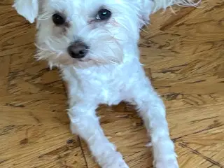 Blanding af maltesere og yorkshire terrier