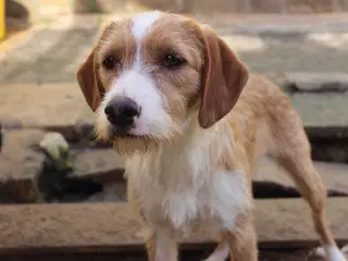 Skønne Cairo søger sit 4ever hjem