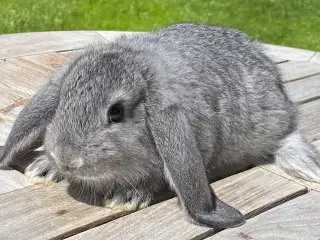 FRANSK VÆDDER HUN CHINCHILLA