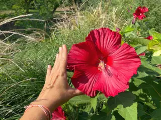 Kæmpe Hibiscus Moschetus