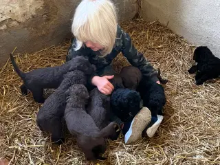 Labradoodle hvalpe søger nye hjem 