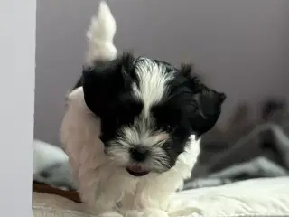 Fin lille Boomer tæve shih tzu/malteser
