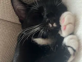 Huskat som kun er hjemme og aldrig ude 