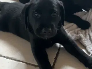 Blandingshvalp søger sit blivende hjem 