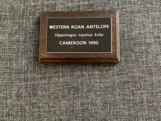 Udstoppet Roan Antilope