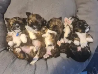 ægte Lhasa Apso hvalpe 